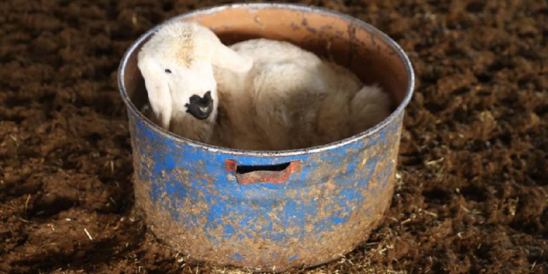 Depremde kaybetti devlet desteği yenilerine kavuşturdu: Şimdi sürüsünü büyütüyor 3